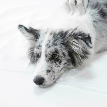Kedi ve Köpeklerde Kusma Rehberi: Renklerin Anlamı, Tehlike Sinyalleri ve Doğru Beslenme Yönetimi