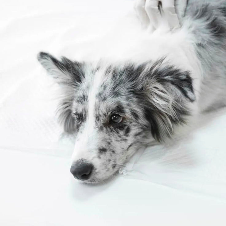 Kedi ve Köpeklerde Kusma Rehberi: Renklerin Anlamı, Tehlike Sinyalleri ve Doğru Beslenme Yönetimi