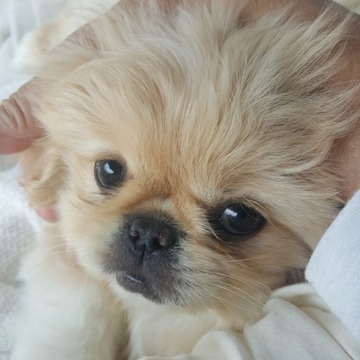 Pekinez (Pekingese) Köpeği Özellikleri Nelerdir? Bakımı ve Beslenmesi: Küçük Ama Karakteri Büyük Bir Dost