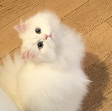 İran Kedisi Tüy Döker mi? Ne Kadar Tüy Döker ve Nasıl Azaltılır?