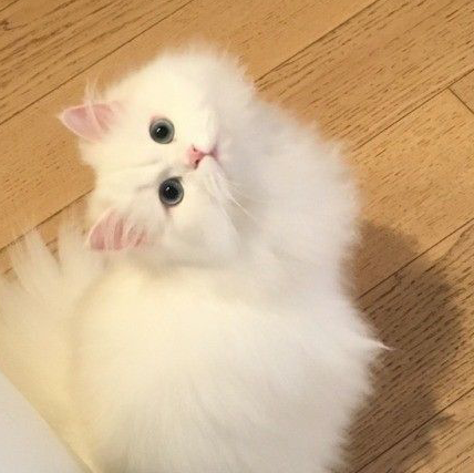 İran Kedisi Tüy Döker mi? Ne Kadar Tüy Döker ve Nasıl Azaltılır?