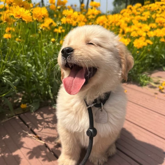 Yavru Bir Köpeğin Gelişim Aşamaları Nasıl Olmalı? Nelere Dikkat Edilmeli?