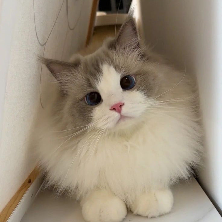 Ragamuffin Cat Characteristics and Care: Everything About Your Giant, Gentle Companion