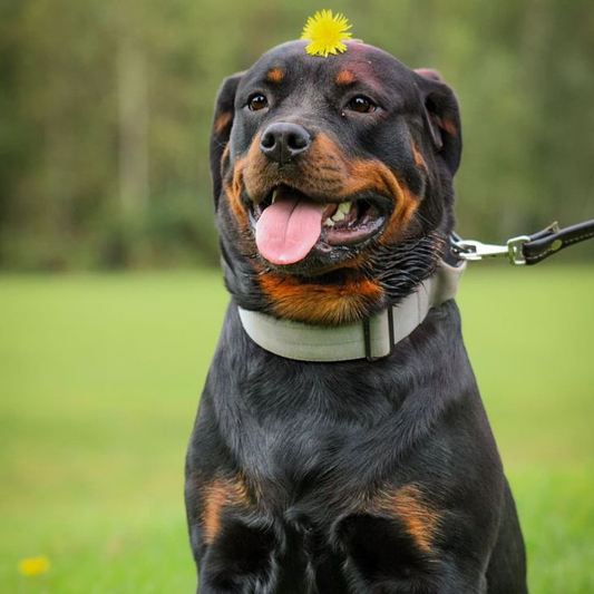 Rottweiler Köpek Irkı Özellikleri, Bakımı ve Beslenmesi: Bilinmesi Gerekenler