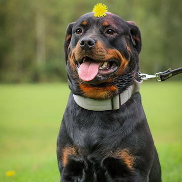 Rottweiler Köpek Irkı Özellikleri, Bakımı ve Beslenmesi: Bilinmesi Gerekenler