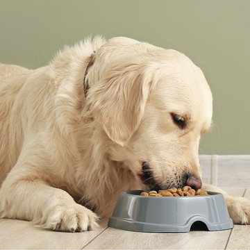 Tahılsız Köpek Mamaları Ne Anlama Gelir? Farkı ve Faydaları Nelerdir? Gerçekten Gerekli mi?
