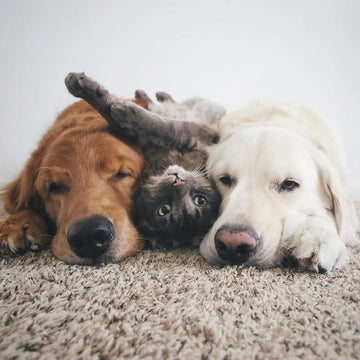 Köpeklerin Diğer Evcil Hayvanlarla Tanıştırılması