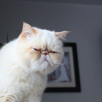 yaşlı ve sinirli kedi