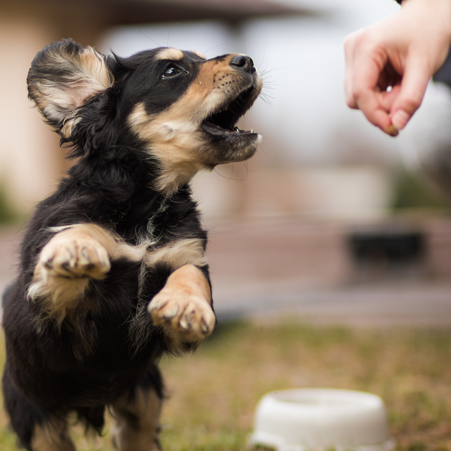How Should a Puppy Be Fed?