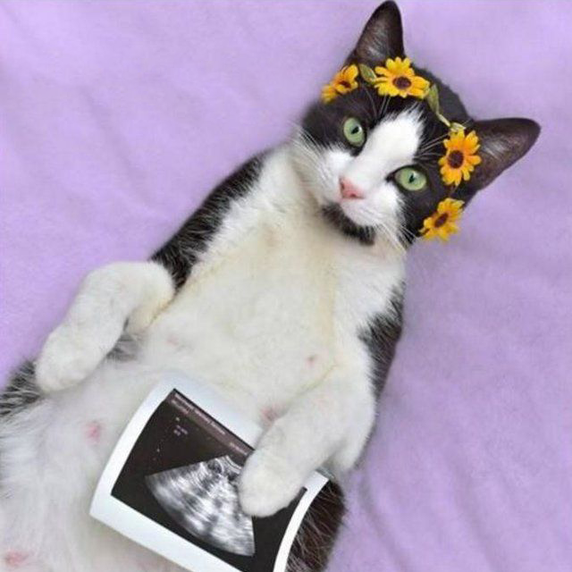 Hamile Kedi Belirtileri Nelerdir? Kedilerde Hamilelik Süreci ve Davranış Değişimleri