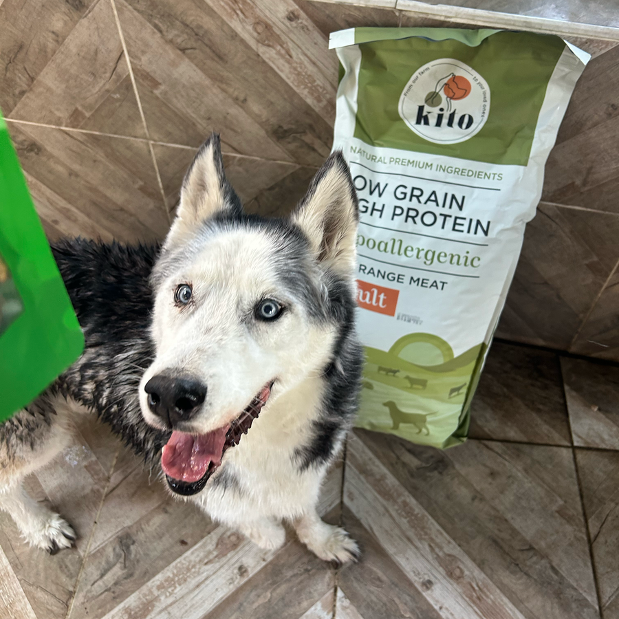 Yetişkin Köpek Maması 15 KG + Tavuk Etli Köpek Kito Fresh X 6