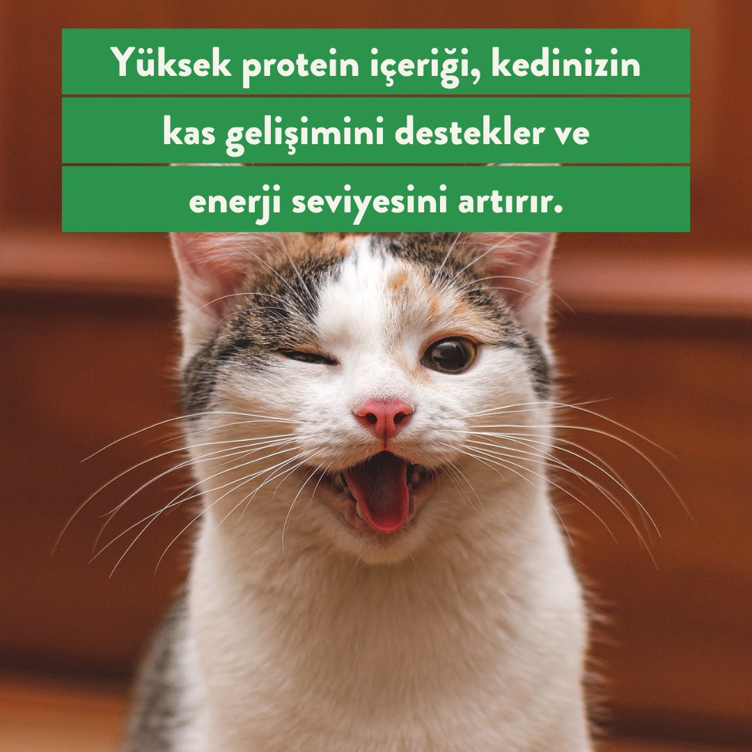 Hindi Göğüs Ödül Maması