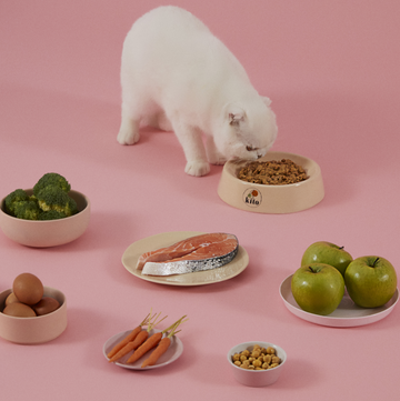 Kito Fresh Kedi Yemeği