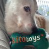 Kito Toys Kemik Peluş Köpek Oyuncağı