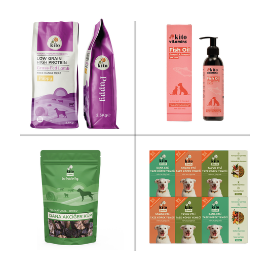 Kito Yavru Köpek Tanışma Paketi
