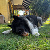 Beef Trachea Dog Treats 100% Natural, Gluten-Free, Organic 100 gr