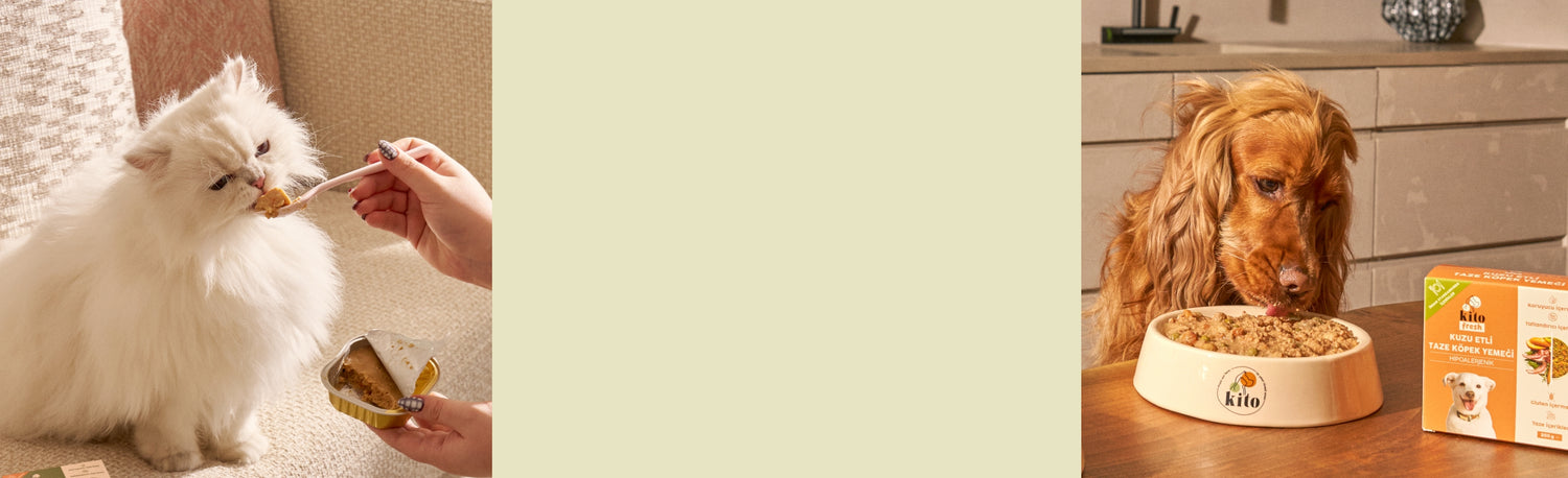 Neden Kito Fresh Banner