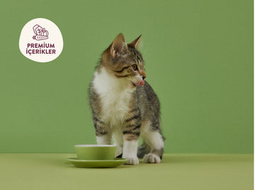 Yeni Nesil Kuru Mama