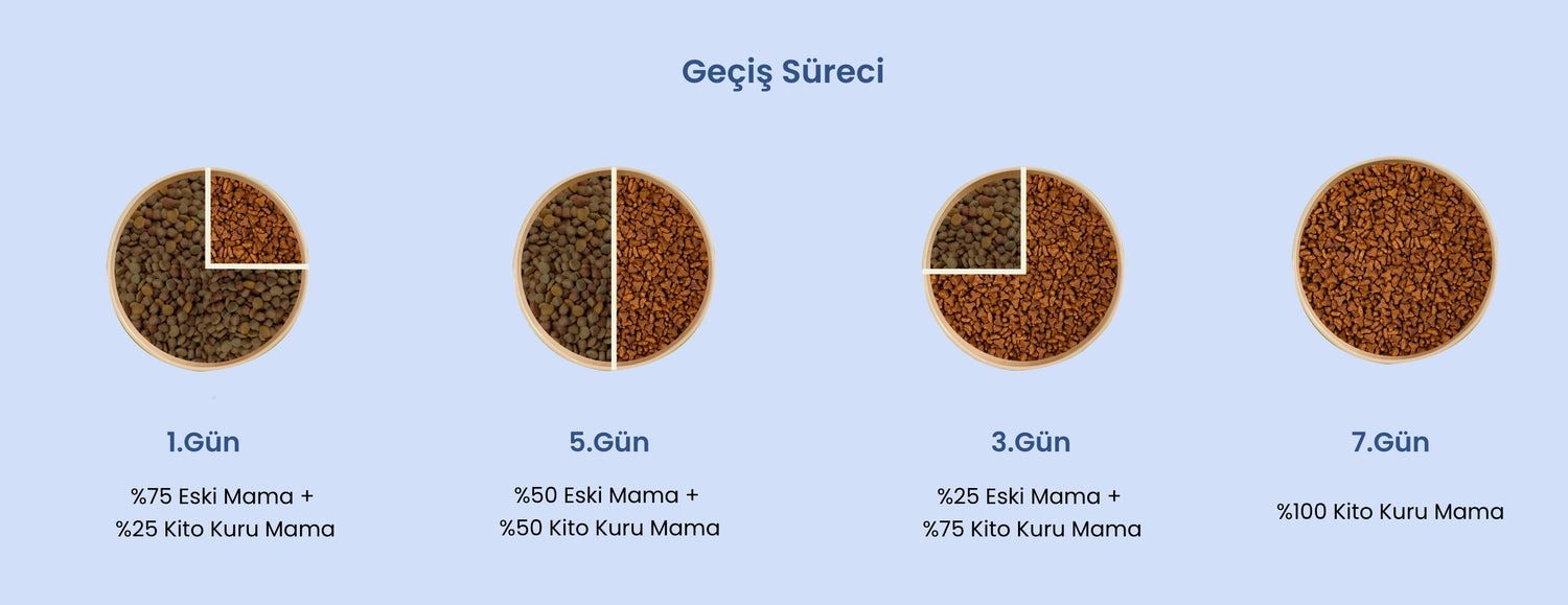 Kito Geçiş Süreci