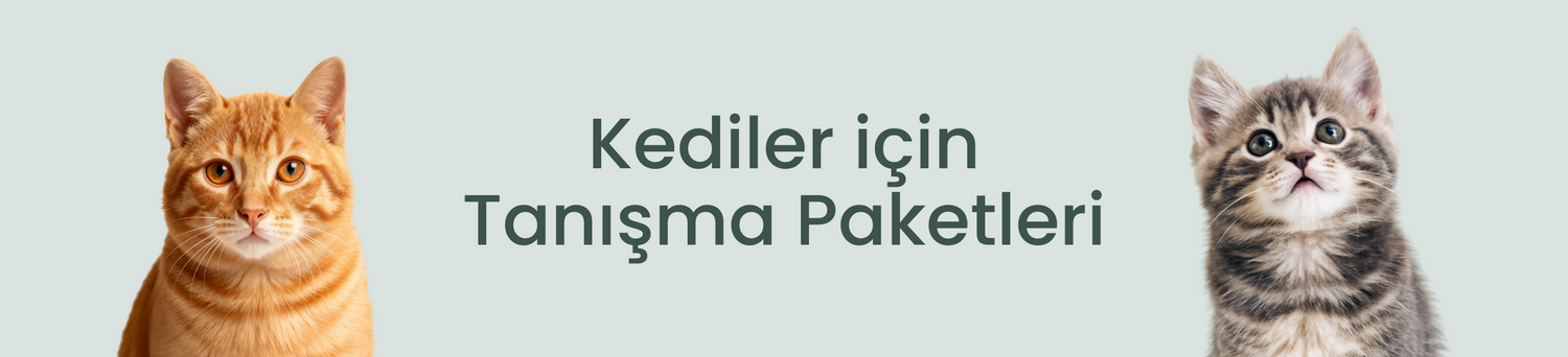 Kediler İçin Tanışma Paketi