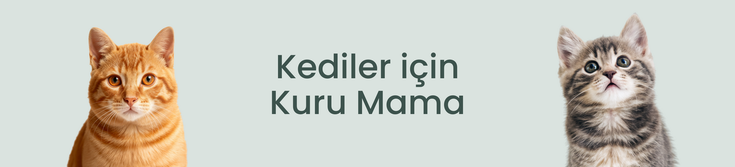 Kediler İçin Kuru Mama