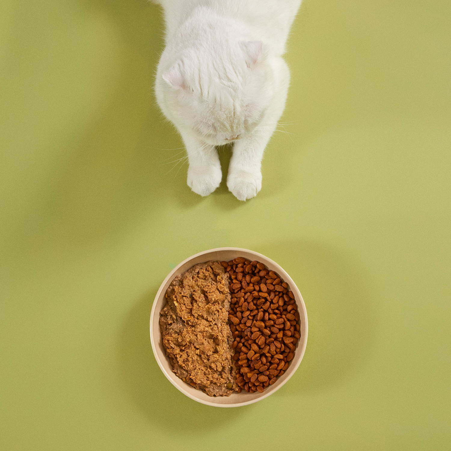 Yetişkin Kedi Maması ve Somon Etli Kedi Yemeği