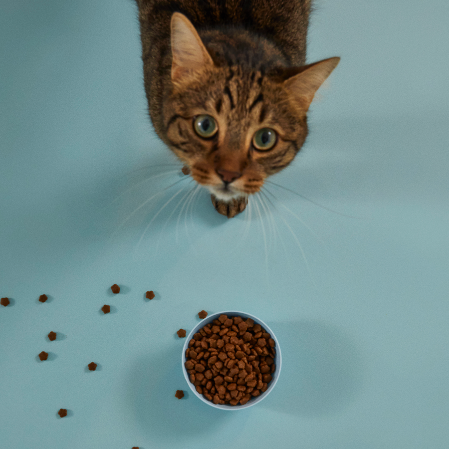 Kito Doğal Besi Kuzu Etli Yetişkin Kedi Maması 2 KG