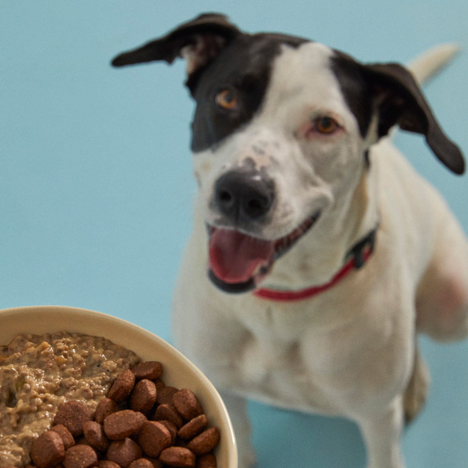 Yetişkin Köpek Maması ve Somon Etli Köpek Yemeği