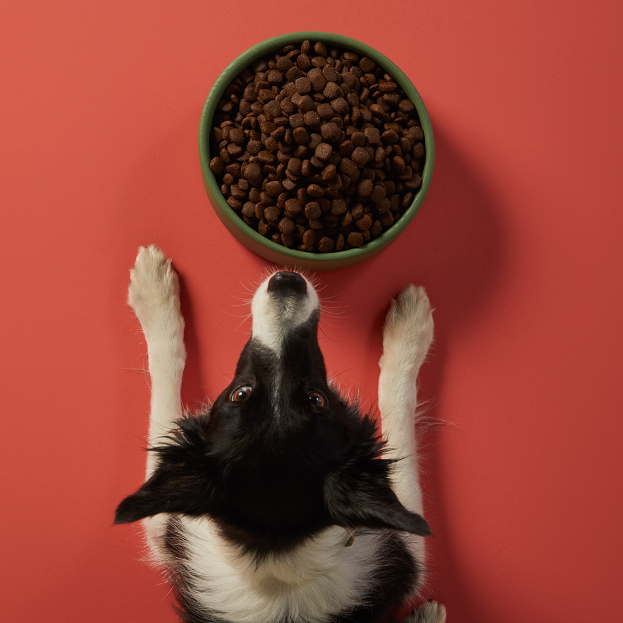 Doğal Besi Kuzu Etli Yetişkin Köpek Maması 15 Kg