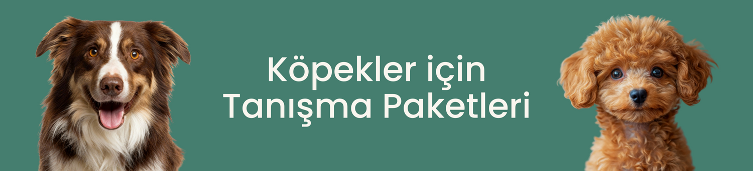 Köpekler İçin Tanışma Paketleri