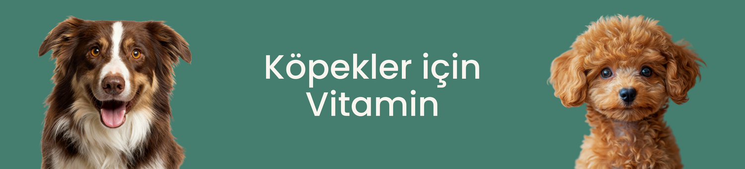 Köpekler İçin Vitamin