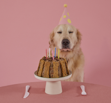 Köpek Elmalı Cookie