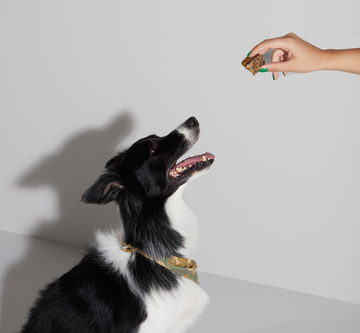 Köpek Ödül Mamaları