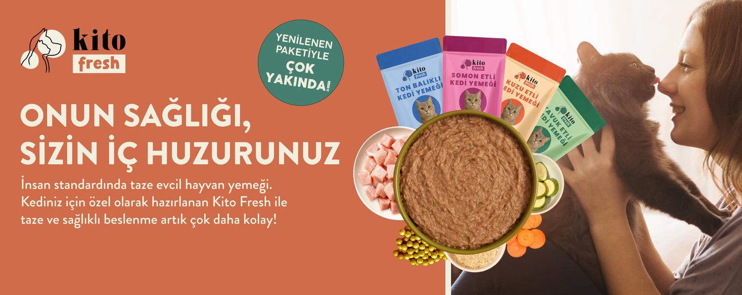 Kedi Kito Fresh Banner