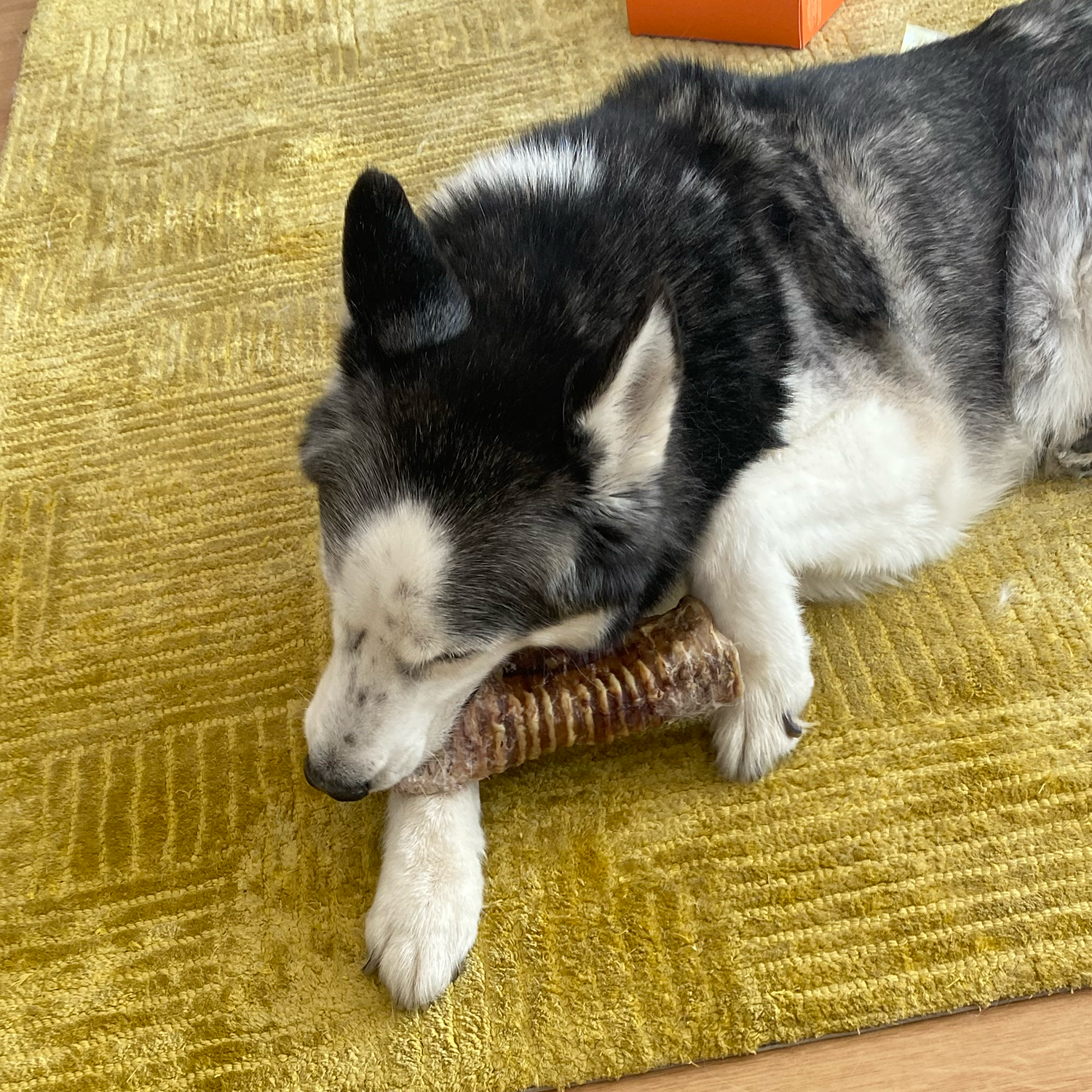 Dana Gırtlak Ödül Maması