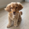 Kito Dana İnce Sinir Çiğnemelik Köpek Ödül Maması %100 Doğal, Glutensiz, Organik 100 gr
