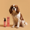 Kito Balık Yağı 200 ml ( Kedi ve Köpekler için Omega 3 & 6 İçerikli  Deri, Tüy, Eklem ve Kalp Sağlığı Destekleyici Balık Yağı)