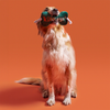 Kito Plush Bone Toy For Dogs