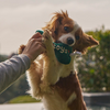 Kito Plush Bone Toy For Dogs