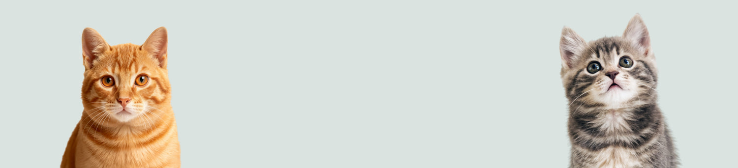 Kedi Koleksiyon Banner