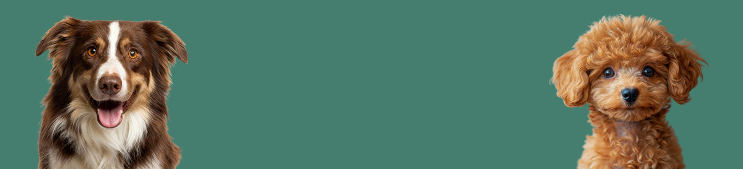 Köpek Koleksiyon Banner
