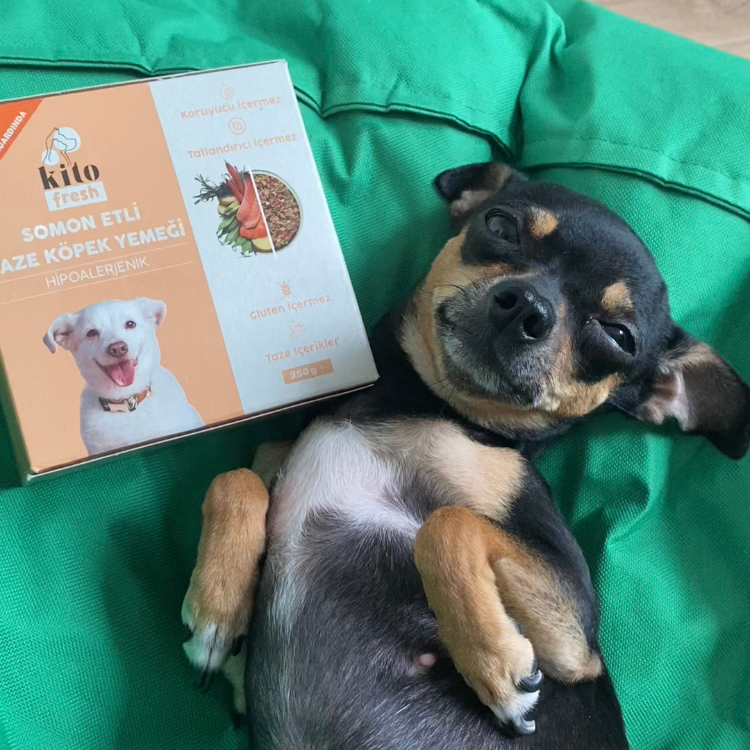 Yetişkin Mini Irk Köpek Maması 2.5 KG + Somon Etli Köpek Kito Fresh X 6