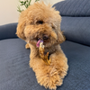 Kito Horoz Ayak Çiğnemelik Köpek Ödül Maması %100 Doğal, Glutensiz, Organik 100 gr