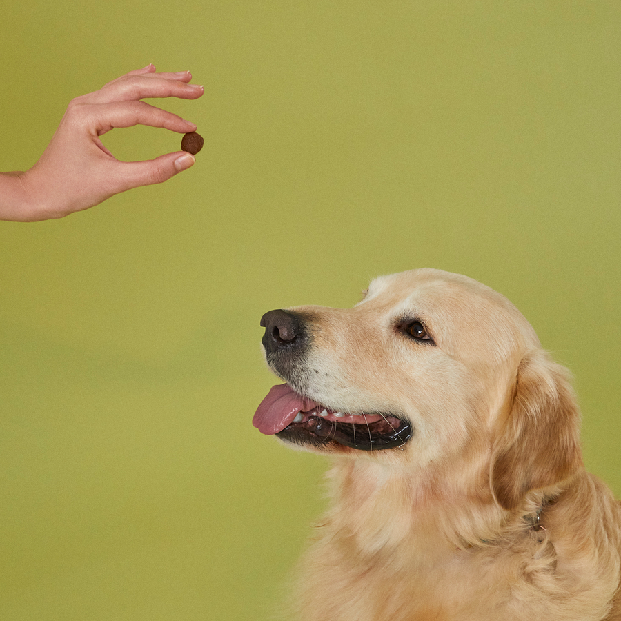 Doğal Besi Kuzu Etli Yetişkin Köpek Maması 15 Kg