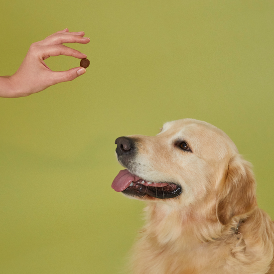 Yetişkin Köpek Maması